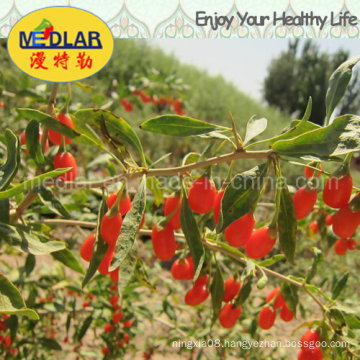 Medlar Goji Berry Food Supplement